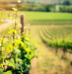 view of a vineyard